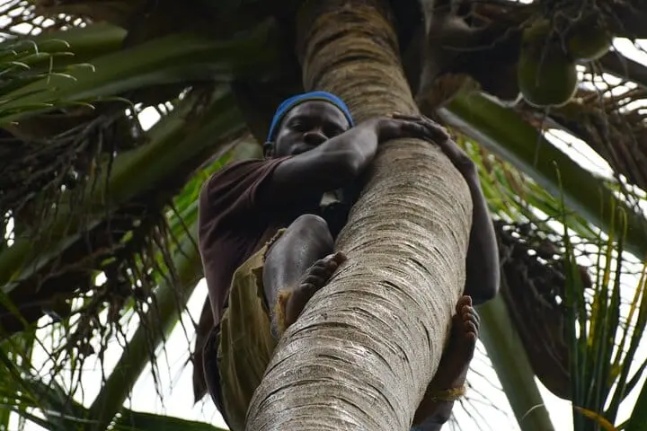 Opice šplhající po palmě v zanzibarské přírodě