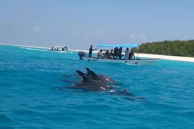 Pozorování delfínů z výletní lodě u Zanzibaru